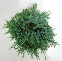 Juniperus squamata 'Blue Carpet'