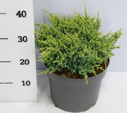 Juniperus squamata 'Holger'