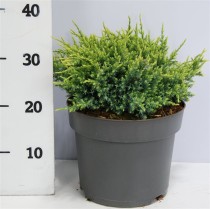 Juniperus squamata 'Holger'