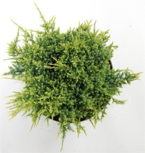 Juniperus squamata 'Holger'