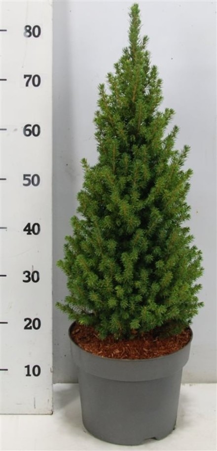 Picea gl. 'Perfecta'