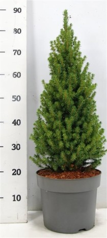 Picea gl. 'Perfecta'