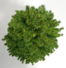 Picea gl. 'Perfecta'