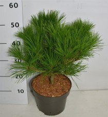 Pinus d. 'Alice Verkade'