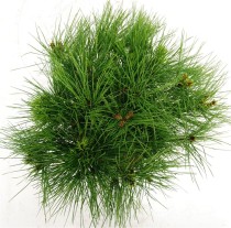 Pinus d. 'Alice Verkade'