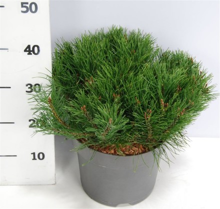 Pinus mugo pumilio