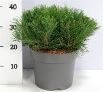 Pinus mugo pumilio