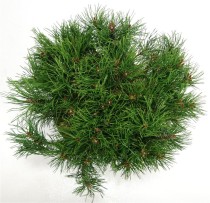 Pinus mugo pumilio