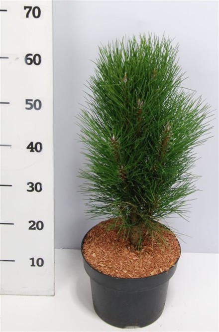 Pinus nigra 'Green Tower'