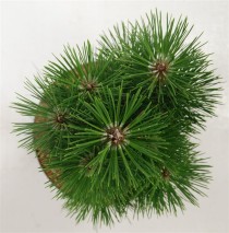 Pinus nigra 'Green Tower'