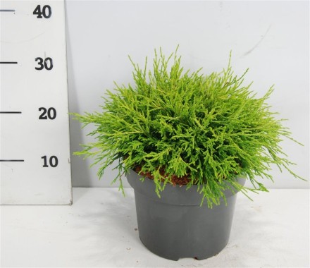 Chamaecyparis p. 'Sungold'