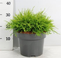 Chamaecyparis p. 'Sungold'