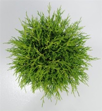 Chamaecyparis p. 'Sungold'