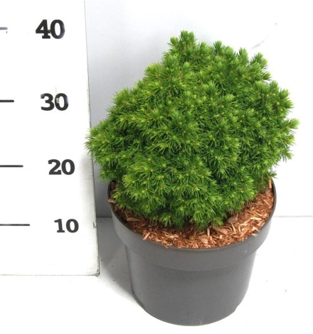 Picea gl. 'Alberta Globe'