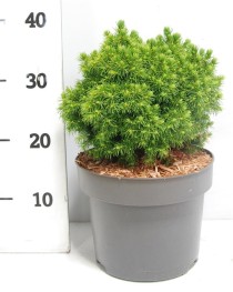 Picea gl. 'Alberta Globe'