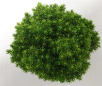 Picea gl. 'Alberta Globe'