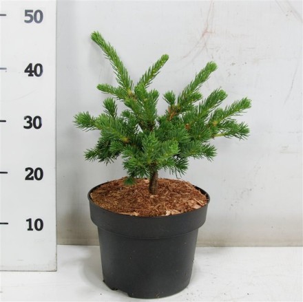 Picea pungens 'Lucky Strike'