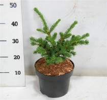Picea pungens 'Lucky Strike'