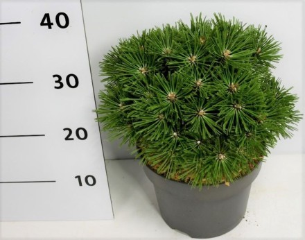 Pinus mugo 'Benjamin'