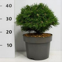 Pinus mugo 'Benjamin'