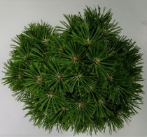 Pinus mugo 'Benjamin'
