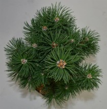 Pinus mugo 'Columbo'