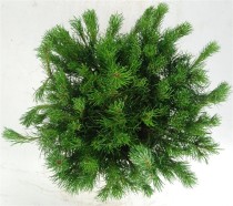 Pinus mugo mugo