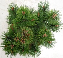 Pinus mugo 