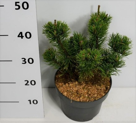 Pinus mugo 'Carsten's Wintergold'