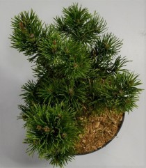 Pinus mugo 'Carsten's Wintergold'