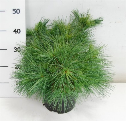 Pinus strobus 'Blue Shag'
