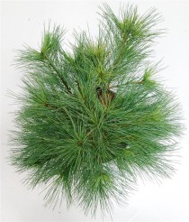 Pinus strobus 'Blue Shag'