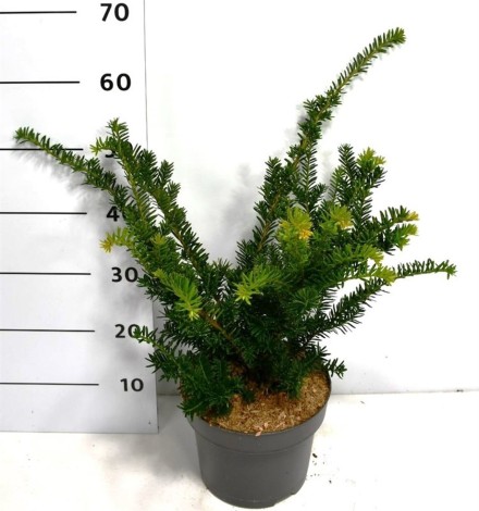Taxus cuspidata nana