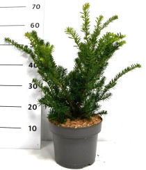 Taxus cuspidata nana
