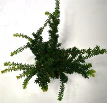 Taxus cuspidata nana