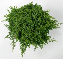 Juniperus procumbens 'Nana'