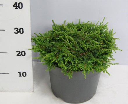 Juniperus comm. 'Green Carpet'
