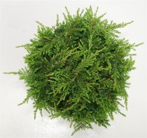 Juniperus comm. 'Green Carpet'