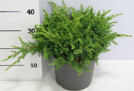 Juniperus conferta 'Schlager'