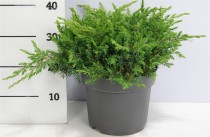 Juniperus conferta 'Schlager'