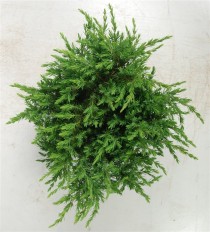 Juniperus conferta 'Schlager'