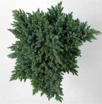 Juniperus squamata 'Blue Star'