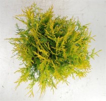 Thuja occ. 'Golden Globe'