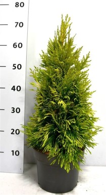 Thuja pl. '4 Evergoldy