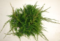 Juniperus pfitzeriana 'Mint Julep'
