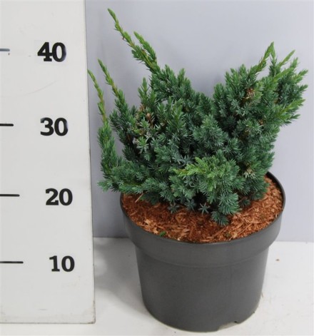 Juniperus squamata 'Meyeri'