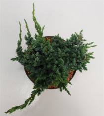 Juniperus squamata 'Meyeri'