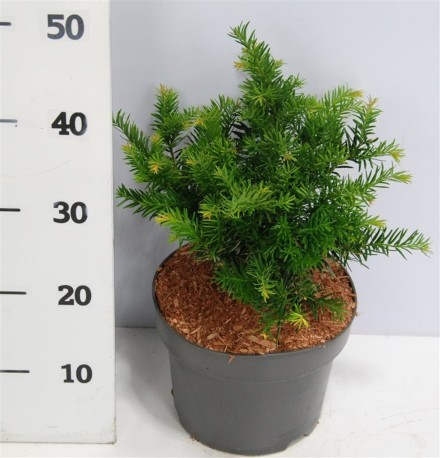 Taxus b. 'Repandens'