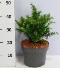Taxus b. 'Repandens'