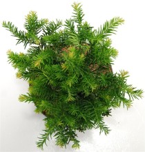 Taxus b. 'Repandens'